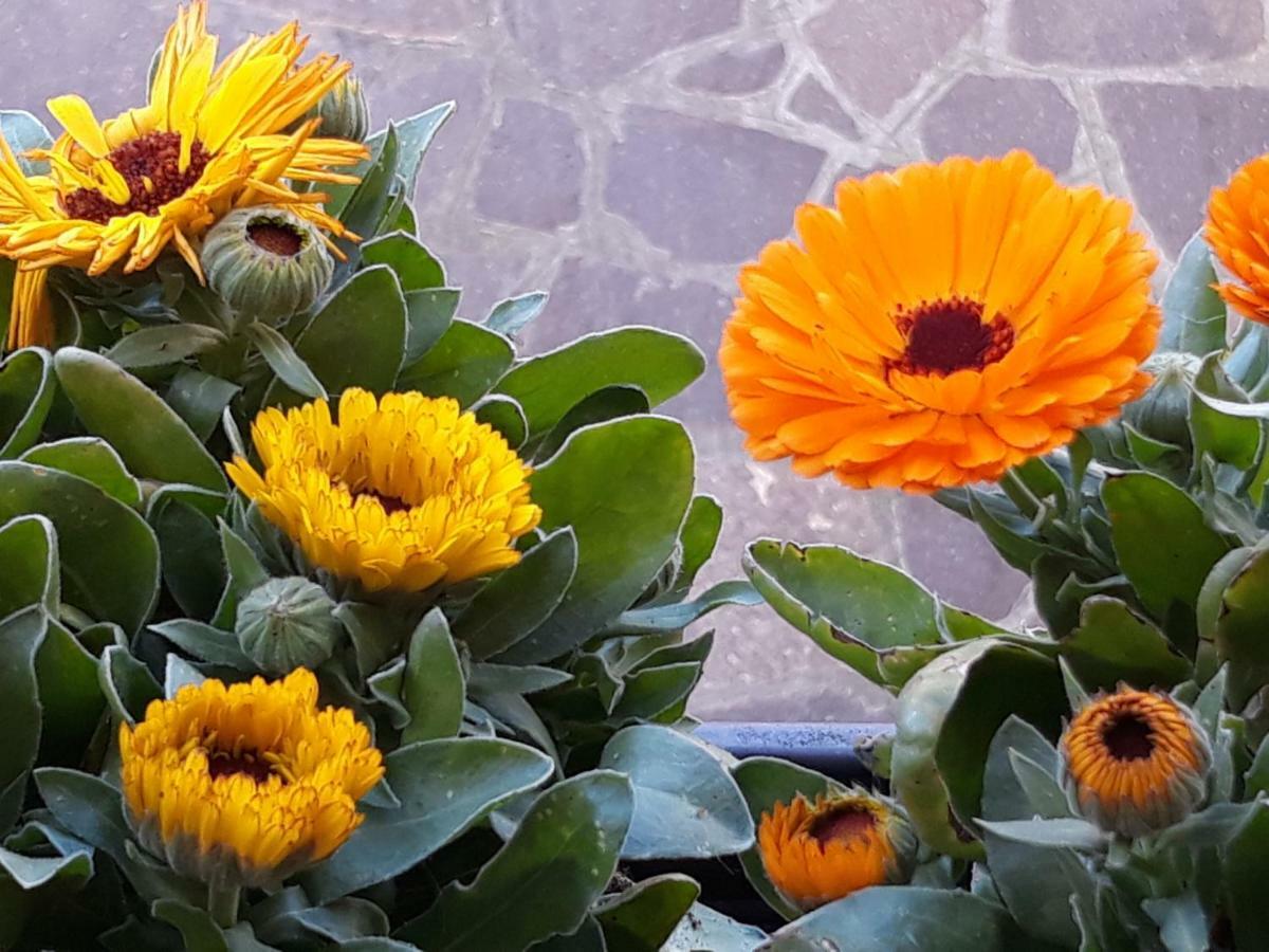 Flowery House Roma Exterior foto